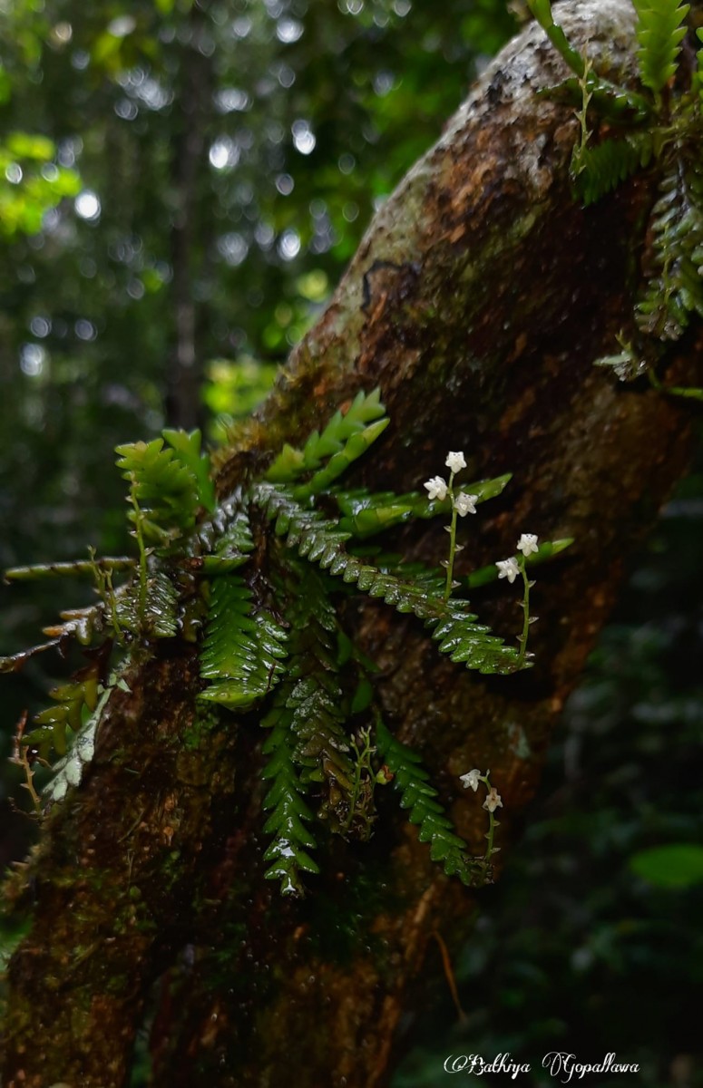 Podochilus saxatilis Lindl.